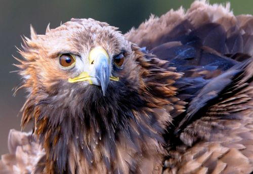 Golden Eagle 1 (Aquila Chrysaetos)